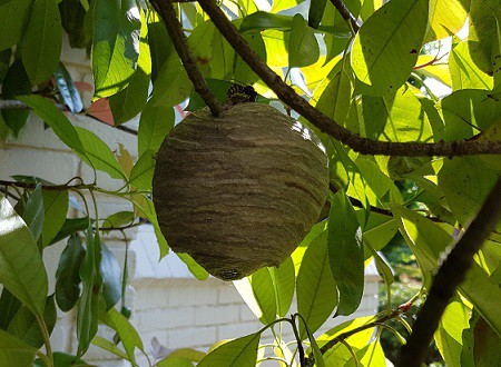 Een wespennest in de boom wespennest-in-tuin